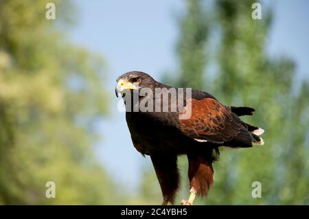 Blick auf Harris Hawk (Parabuteo unicinctus) in Gefangenschaft Stockfoto