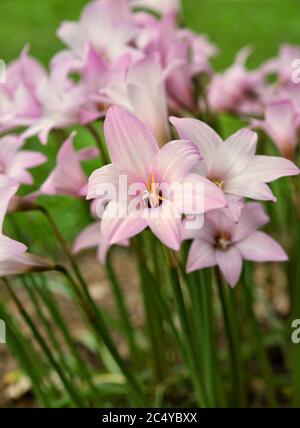 Blühende rosa Regenlilien im Garten Stockfoto