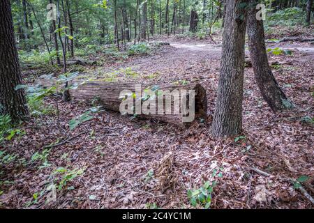 Ein gefallener Baumstamm verrottet und verrottet am Weg im Wald, umgeben von Blättern und Bäumen im Sommer Stockfoto