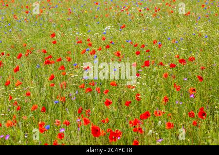 Eine Wildblumenwiese in den Cotswolds, England Stockfoto
