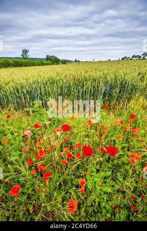 Rote Mohnblumen und Gerstenfelder in der Cotswold Landschaft Stockfoto
