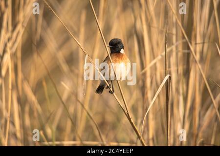 Sibirischer Stonechat, ein Zugvogel auf Gras Stroh im Grasland an einem Nationalpark Stockfoto