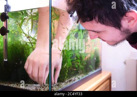 Junger Kaukasischer, der die Pflanzen in seinem Aquarium beschnitt. Reinigung und Aufräumen eines Fischbehälters. Stockfoto