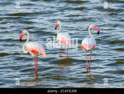 Greater Flamingos (Phönicopterus roseus), Lake Amboseli, Amboseli National Park, Kenia, Afrika Stockfoto