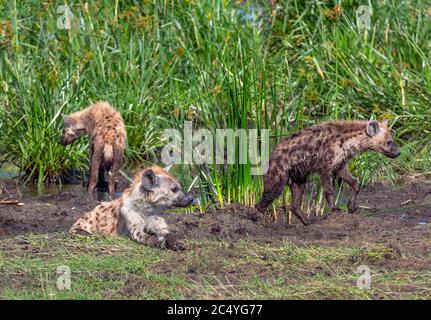 Familie der Spotted Hyenas (Crocuta crocuta) Jagd auf Fisch, Amboseli National Park, Kenia, Afrika Stockfoto