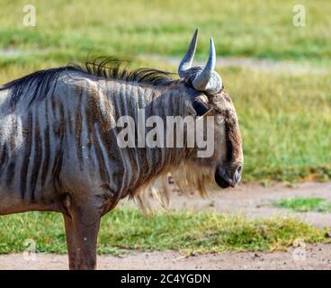 Blue Wildebeest (Connochaetes taurinus), Amboseli National Park, Kenia, Afrika Stockfoto