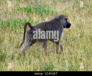 Gelber Pavian (Papio cynocephalus), Amboseli-Nationalpark, Kenia, Afrika Stockfoto