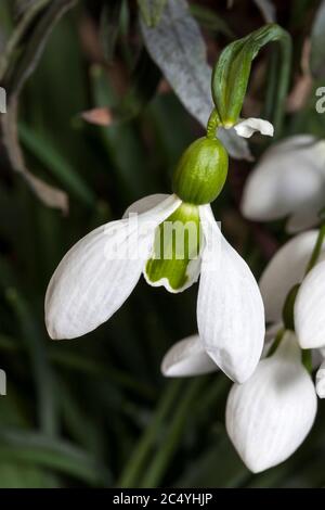 Galanthus x hybridus 'Merlin' (Schneeglöckchen) eine Art von Schneeglöckchen, die oft in frühen Frühlingsgärten gefunden wird Stockfoto