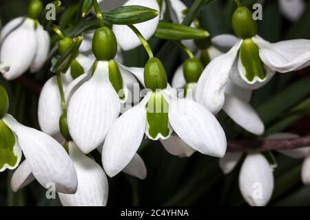 Galanthus x hybridus 'Merlin' (Schneeglöckchen) eine Art von Schneeglöckchen, die oft in frühen Frühlingsgärten gefunden wird Stockfoto