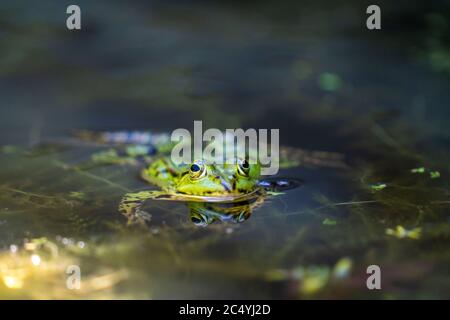 Kleiner Wasserfrosch, Pelophylax lessonae, in einem Teich, Stockfoto