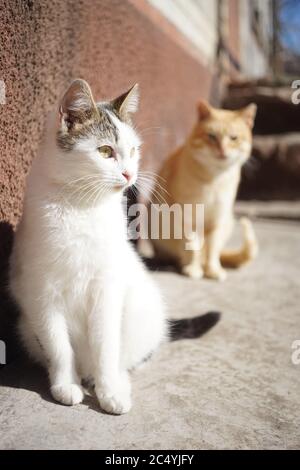 Zwei niedliche Katzen sitzen an einem sonnigen Tag in der Nähe des Hauses. Stockfoto