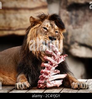 Porträt eines schönen Löwen. Löwe zum Mittagessen. Löwe isst Fleisch. Stockfoto