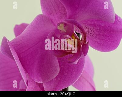 Magenta Phalaenopsis, Orchideenblüte Nahaufnahme blüht im Raum Stockfoto