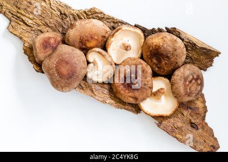 Lentinula edodes, Shiitake Pilze auf dem Holzhintergrund Stockfoto