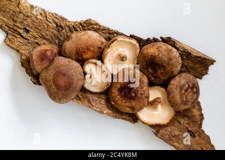 Lentinula edodes, Shiitake Pilze auf dem Holzhintergrund Stockfoto