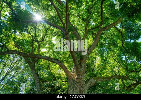 Der Grugapark, Essen, Botanischer Garten, Parkanlage für Freizeit und Erholung, NRW, Deutschland, Stockfoto