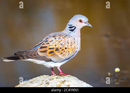 Bunte Taube. Natur Hintergrund. Vogel: Europäische Schildkrötentaube. Streptopelia turtur. Stockfoto