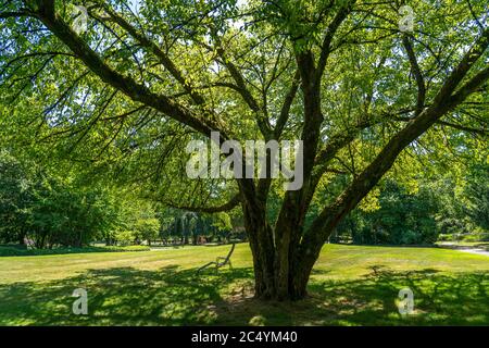 Der Grugapark, Essen, Botanischer Garten, Parkanlage für Freizeit und Erholung, Sonnenliegen auf der Tummelwiese, NRW, Deutschland, Stockfoto