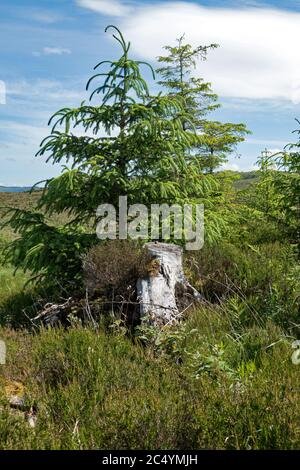 Cavan Burren Park, Geopark, Blacklion, Irland, Stockfoto