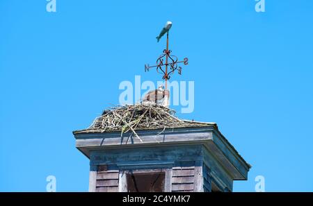 Ein Fischadler (Pandion haliaetus) und ihr Nest auf einer Kuppel auf einer historischen Scheune auf Cape Cod. Stockfoto