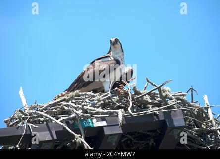 Ein Fischadler (Pandion haliaetus) und ihr Nest auf einem Pfosten in Barnstable, Mass. Am Cape Cod, USA Stockfoto