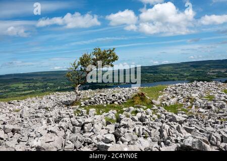 Cavan Burren Park, Geopark, Blacklion, Irland, Stockfoto