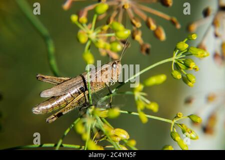 Grasshopper sitzt auf einem grünen Gras. Stockfoto