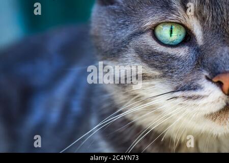 Porträt einer grauen gestromten Katze mit grünen Augen und rosa Nase. Konzentrieren Sie sich auf das schöne grüne Katzenauge. Nur die Hälfte des Gesichts der Katze sichtbar. Stockfoto