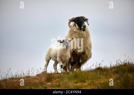 Schafe und Lamm auf dem Mam Tor Hügel bei Castleton in der High Peak of Derbyshire, England Stockfoto