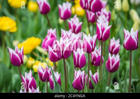 Schöne helle weiße lila gelb bunt bunten Tulpen auf einem großen Blumenbeet im Stadtgarten. Floraler Hintergrund. Stockfoto