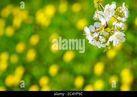 Weiße Kirschblüten auf einem verschwommenen Hintergrund mit einer grünen Wiese mit gelben Löwenzahn-Blüten Stockfoto
