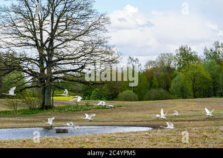 Wildgänse, die im Flug von einem Feld mit einem Teich beginnen Stockfoto