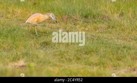 Heron. Natur Hintergrund. Vogel: Squacco Heron. Ardeola ralloides. Stockfoto