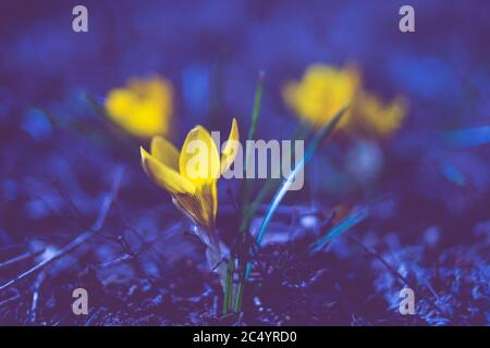 Gelbe Krokusblüte wachsen im dunklen Mitternachtgarten. Stockfoto