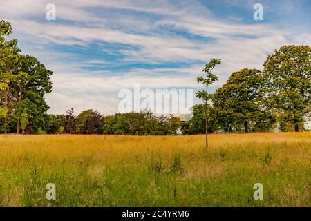 Wiese mit Wildgras im Kasteelpark Elsloo Park mit riesigen Bäumen im Hintergrund, Frühlingstag mit blauem Himmel und weißen Wolken Stockfoto