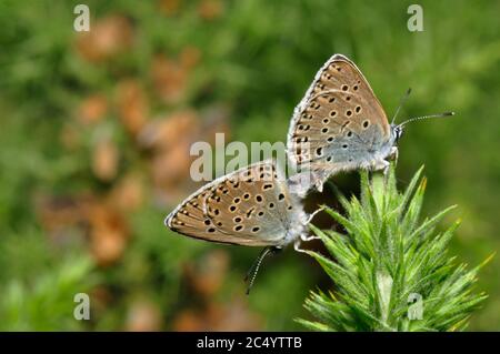 Große blaue Schmetterlinge 'Glaucopsyche arion', die sich auf Collard Hill in Somerset paaren Stockfoto