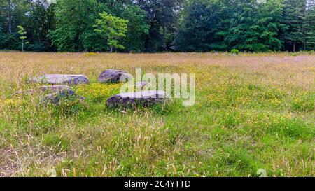 Wiese mit überwucherten Gras, kleinen gelben und lila Wildblumen, einem Kreis aus Steinen und reichlich Bäumen im Hintergrund, ruhigen Frühlingstag Stockfoto
