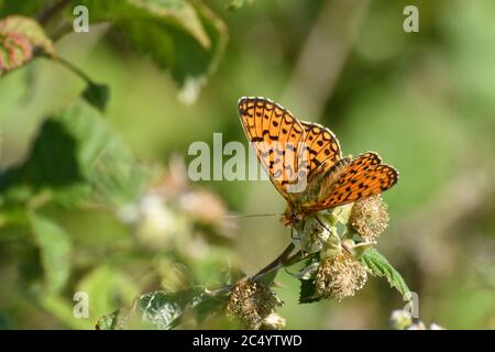 Kleine Perlenrandfritillary, 'Boloria selene', auf Brombeerblüte im Ubley Warren Reserve auf den Mendips in Somerset, Großbritannien Stockfoto