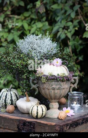 Herbstdeko mit weißem Kürbis in Vintage Vase und Herbstpflanzen Stockfoto