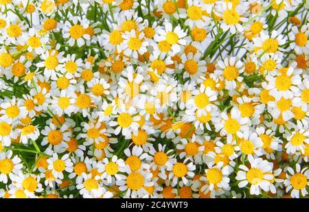 Kamillengarten. Weiße Blüten von Kamillendaisy Stockfoto
