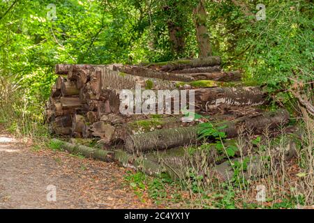 Alte gefällte Baumstämme zwischen Bäumen und reichlich grüne Vegetation auf der Seite eines Weges im Wald gestapelt, sonnigen Frühlingstag Stockfoto