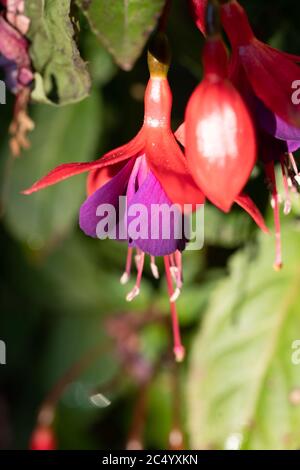 Rot und lila Fuchsia Stockfoto