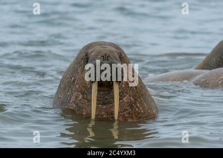 Ein Walross (Odobenus rosmarus) knallt seinen Kopf aus dem Wasser bei Kapp Lee auf der Insel Edgeoya, Spitzbergen, Norwegen. Stockfoto