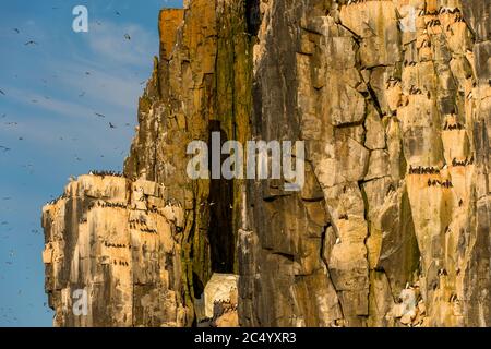 Tausende von Dickschnabelmurren oder Brunnichs Guillemot (Uria lomvia) brüten in der Vogelklippe von Alkefjellet bei Lomfjordhalvoya in NY-Friesland Stockfoto