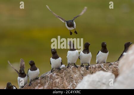 Kleine Auks oder Dovekies (alle) landen auf einem Felsen an ihrem Nistplatz an einem felsigen Hang bei Varsolbukta in Bellsund, das ist ein 20 km langer Süden Stockfoto