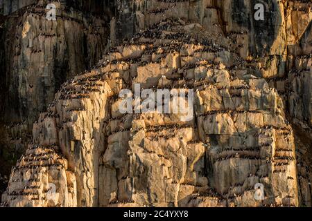 Tausende von Dickschnabelmurren oder Brunnichs Guillemot (Uria lomvia) brüten in der Vogelklippe von Alkefjellet bei Lomfjordhalvoya in NY-Friesland Stockfoto