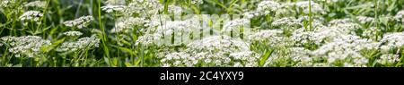 Wilde Angelikablüte. Hintergrund von weißen Blumen. Textur von weißen Sommerblumen, schöne Sommer Postkarte, Natur im Dorf. Wildblumen clos Stockfoto
