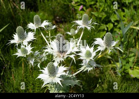 Eryngium Planum / Flachmeer-Stechpalme Stockfoto