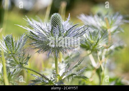 Eryngium Planum / Flachmeer-Stechpalme Stockfoto