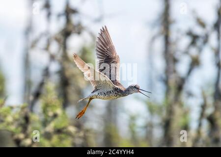 Eine größere Gelbbeine (Tringa melanoleuca) im Flug zeigt territoriales Verhalten. Stockfoto